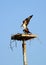 Osprey Pair