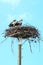 Osprey Pair