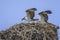 Osprey Pair