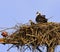 Osprey Pair adult and offspring in Nest