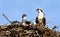 Osprey Pair In Nest