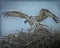 Osprey Pair on Nest