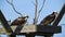 Osprey Pair in Nest