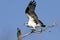 Osprey, pandion haliaetus