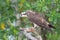 The Osprey, Pandion haliaetus