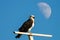 Osprey (Pandion haliaetus)