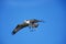 Osprey, pandion haliaetus, Adult in Flight, Carrying Branch for Nesting Material, Mexico