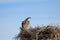 Osprey, Pandion haliaetus, bird, Baja California, Mexico