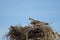 Osprey, Pandion haliaetus, bird, Baja California, Mexico