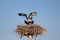 Osprey, Pandion haliaetus, bird, Baja California, Mexico