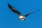 An osprey, Pandion haliaetus, carries a fish in its talons as it flies above a wetland in Culver, Indiana