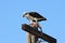 An Osprey, Pandion haliaetus, feeds on a fish atop a wooden pole