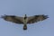 Osprey Pandion haliaetus In Flight