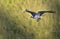 An Osprey Pandion haliaetus flying with wings open and a fish as it approaches nest with young hatchling/fledgling waiting