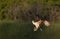 An Osprey Pandion haliaetus flying with wings open and a fish as it approaches nest with young hatchling/fledgling waiting