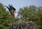 An Osprey Pandion haliaetus flying with wings open and a fish as it approaches nest with young hatchling/fledgling waiting