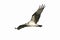 Osprey (pandion haliaetus) Isolated