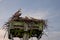 Osprey (Pandion haliaetus) with its hatchlings resting in the nest on the sunset sky background