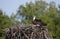 An Osprey Pandion haliaetus on the nest protecting the chicks and watching out for predators