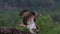 Osprey, pandion haliaetus, panoramic and still while feeding on trout on a branch in the cairngorm national park, scotland during