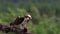 Osprey, pandion haliaetus, panoramic and still while feeding on trout on a branch in the cairngorm national park, scotland during