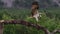 Osprey, pandion haliaetus, panoramic and still while feeding on trout on a branch in the cairngorm national park, scotland during