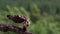 Osprey, pandion haliaetus, panoramic and still while feeding on trout on a branch in the cairngorm national park, scotland during