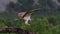 Osprey, pandion haliaetus, panoramic and still while feeding on trout on a branch in the cairngorm national park, scotland during