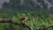 Osprey, pandion haliaetus, panoramic and still while feeding on trout on a branch in the cairngorm national park, scotland during