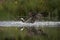 Osprey, pandion haliaetus, sea hawk, river hawk,  fish hawk