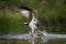Osprey, pandion haliaetus, sea hawk, river hawk,  fish hawk