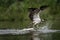 Osprey, pandion haliaetus, sea hawk, river hawk,  fish hawk