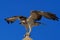 Osprey Pandion haliaetus, sometimes known as the sea hawk, fish eagle, or fish hawk