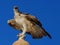 Osprey Pandion haliaetus, sometimes known as the sea hawk, fish eagle, or fish hawk