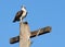 An Osprey, Pandion haliaetus, stands alert with a fish in his talons atop a wooden pole