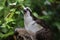 Osprey panting on a hot day