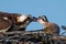 Osprey Parent Feeding a Chick