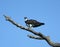 Osprey Perched On Branch