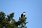 Osprey perched on branches