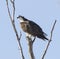 Osprey Perched on Dead Tree