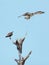 Osprey Perched on a Dead Tree closeup, feathers, fish, gulf of mexico, fort pickens, as It`s Mate Flies Away