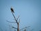 Osprey Perched on Dead Tree: An osprey bird of prey raptor perched high on a dead tree