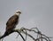 Osprey perched on desert oak