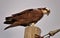 Osprey Perched high above the marshland