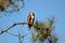 Osprey perched on high pine branch