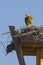 Osprey perched on large stick nest, in bright sunlight