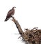 Osprey Perched Over its Nest