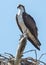 OSPREY PERCHED IN THE SKY