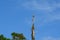 Osprey perched on tall dead tree