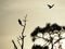 An Osprey Perches in a Dead Tree as It`s Mate Flies Above at Sunset